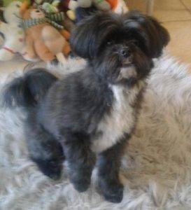 Adopted – moose – maltese shih tzu dog in utah