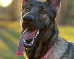 German shepherd dog for adoption in tampa fl