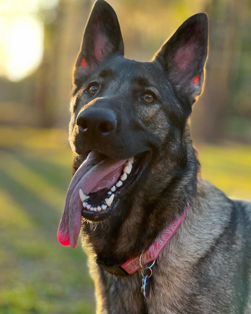 Beautiful german shepherd dog for adoption in tampa fl – meet chaska