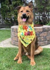 ADOPTED | Adorable German Shepherd Collie Mix Dog For Adoption In Edmonton AB – Supplies Included – Adopt Chewie