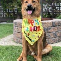 ADOPTED | Adorable German Shepherd Collie Mix Dog For Adoption In Edmonton AB – Supplies Included – Adopt Chewie