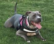 Blue Nosed Pitbull Adoption San Diego CA