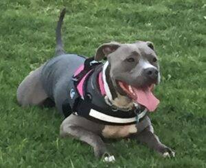 Blue nosed pitbull adoption san diego ca