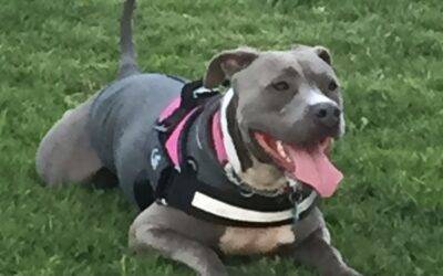 Amazing blue-nosed pitbull for adoption in san diego ca – supplies included – adopt cali