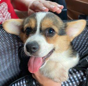 Pembroke welsh corgi puppy for adoption in willow grove pa