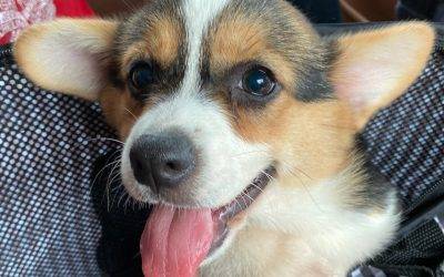 1 amazing pembroke welsh corgi puppy for adoption near philadelphia pa – adopt tucker