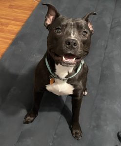 Black and white pitbull mix dog for foster in san diego