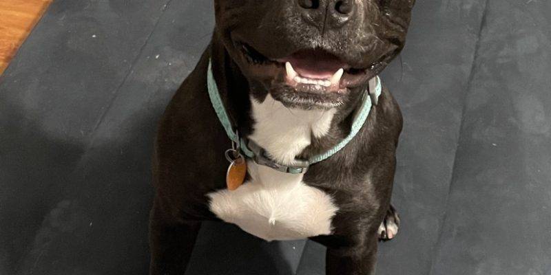 Pitbull puppy needs foster care in San diego
