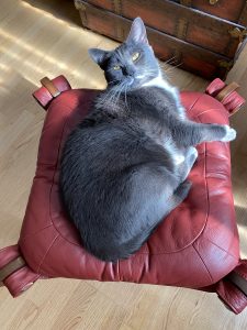 Tuxedo russian blue mix cat for adoption bellingham wa