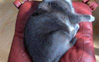 Gorgeous Russian Blue Mix Cat for Adoption in Bellingham WA – Supplies Included – Adopt Iris