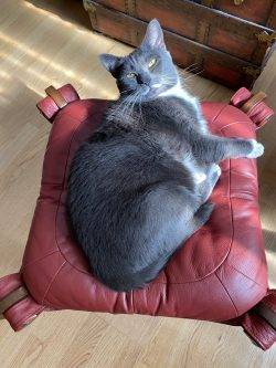 Tuxedo Russian Blue Mix Cat For Adoption Bellingham WA