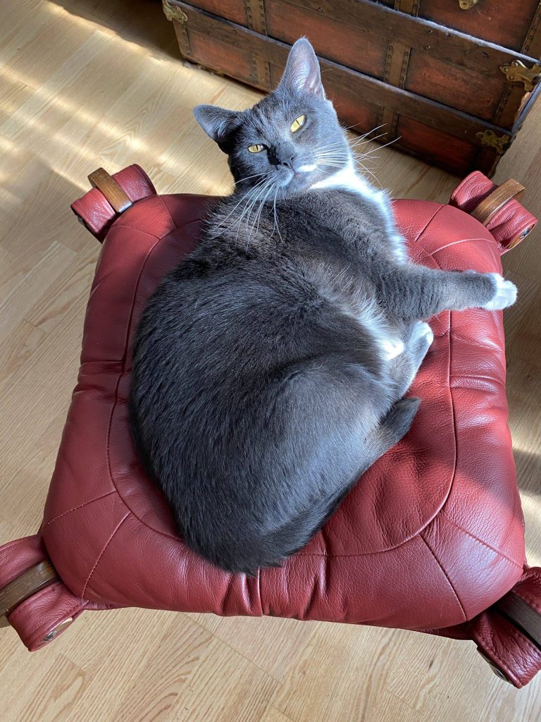 Tuxedo russian blue mix cat for adoption bellingham wa