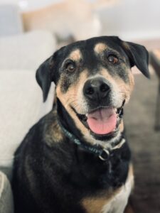 Pretty Labrador Rottweiler Mix For Adoption in Pflugerville TX - Supplies Included - Adopt Luna
