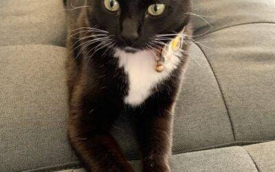 DSH Tuxedo cat For Adoption in Pueblo Colorado