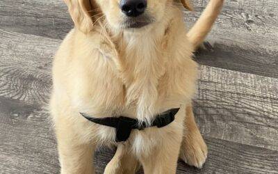 Adopted – golden retriever puppy in tampa  florida – kala