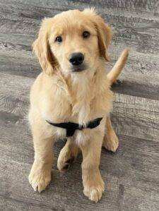 Golden Retriever Puppy For Adoption In Tampa  Florida – Adopt Kala