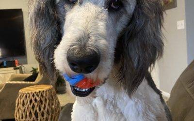 Sheepadoodle dog for adoption in lowry city mo – klaus