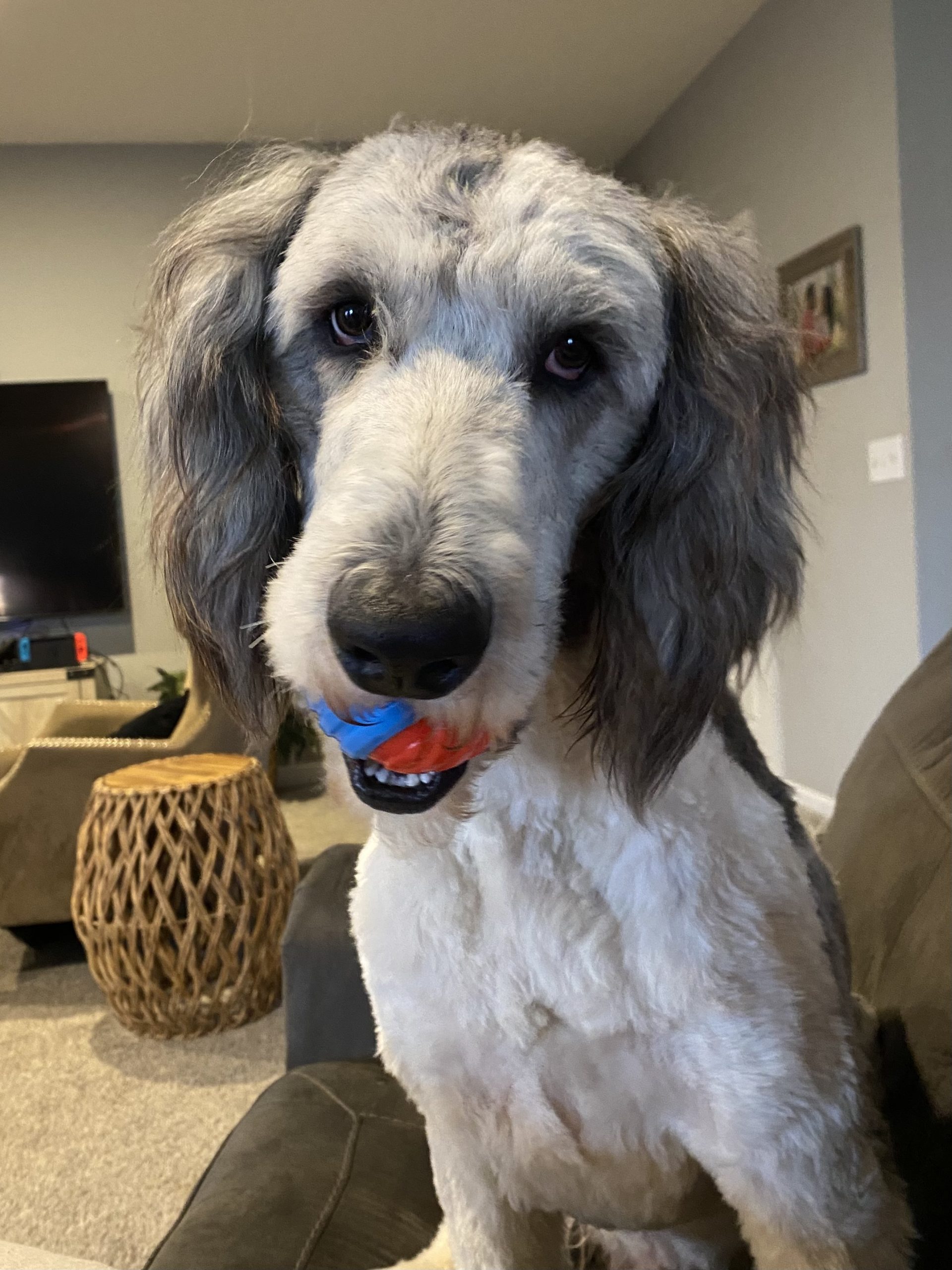 Sheepadoodle dog For Adoption in Lowry City MO – Klaus