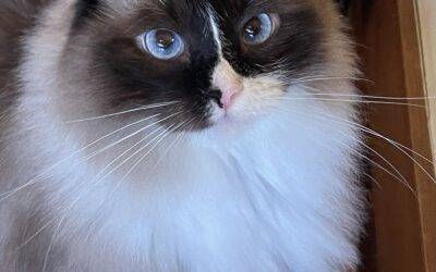 Stunning Ragdoll Cat For Adoption in Los Altos CA – Supplies Included – Adopt Kirby