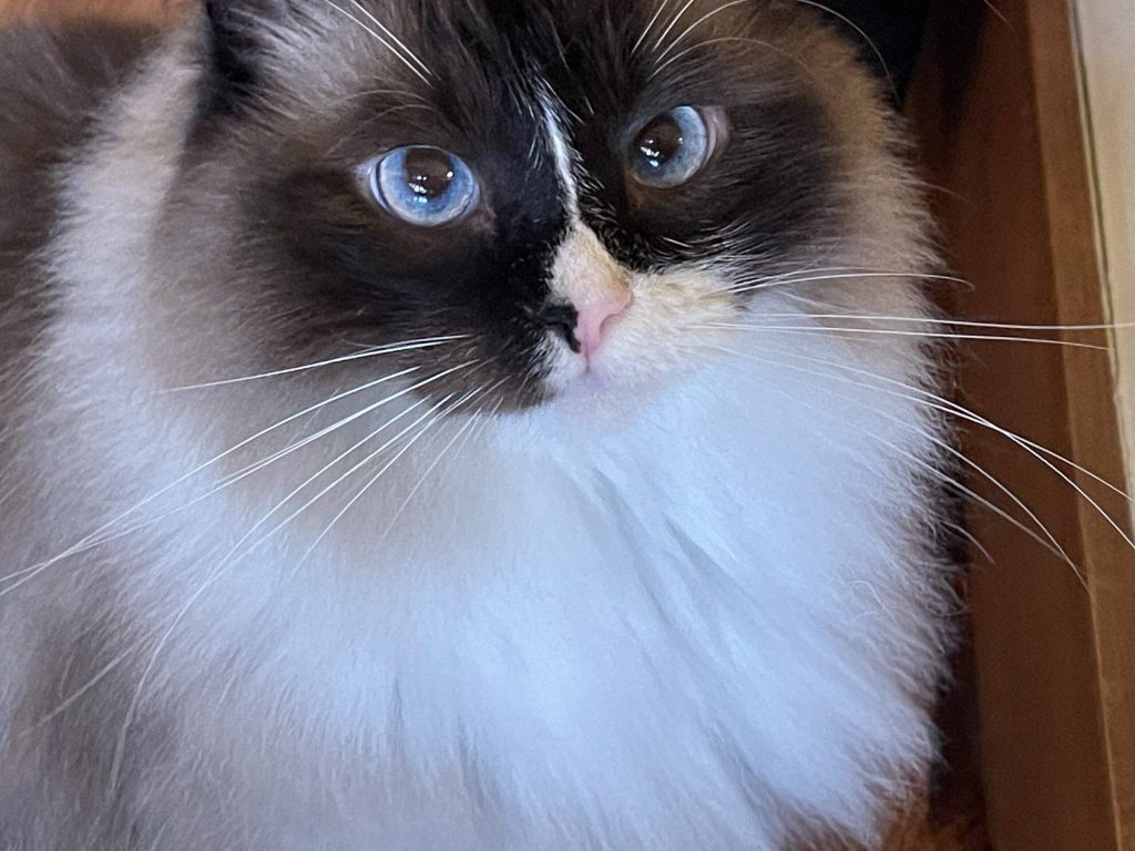Stunning ragdoll cat for adoption in los altos ca – supplies included – adopt kirby