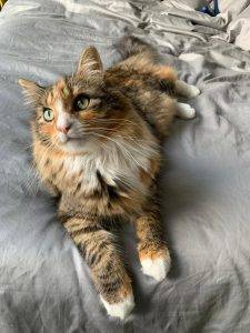 Maine Coon Mix Cat For Adoption In Philadelphia PA – Supplies Included – Adopt Poch