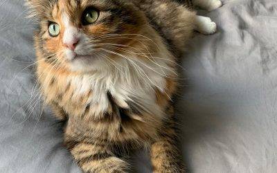 Maine Coon Mix Cat for Adoption in Philadelphia PA – Supplies Included – Adopt Poch