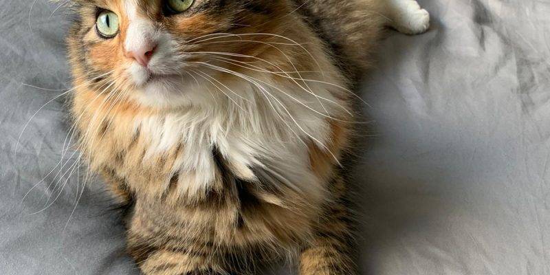 Maine Coon Mix Cat for Adoption in Philadelphia PA – Supplies Included – Adopt Poch