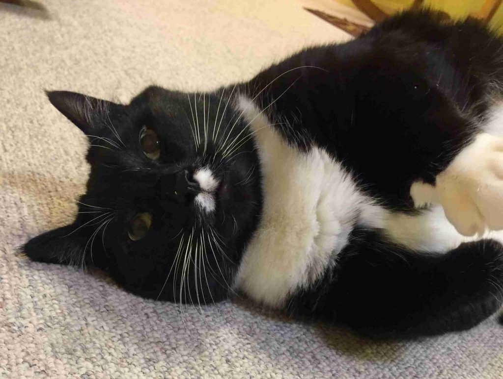 Edgar allen poe - amazing 25 pound tuxedo cat for adoption in madison virginia