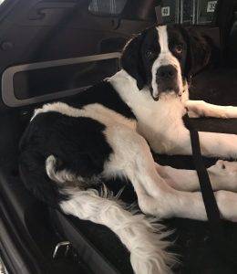 Adopted – female great dane st bernard mix puppy in calgary ab –  maggie