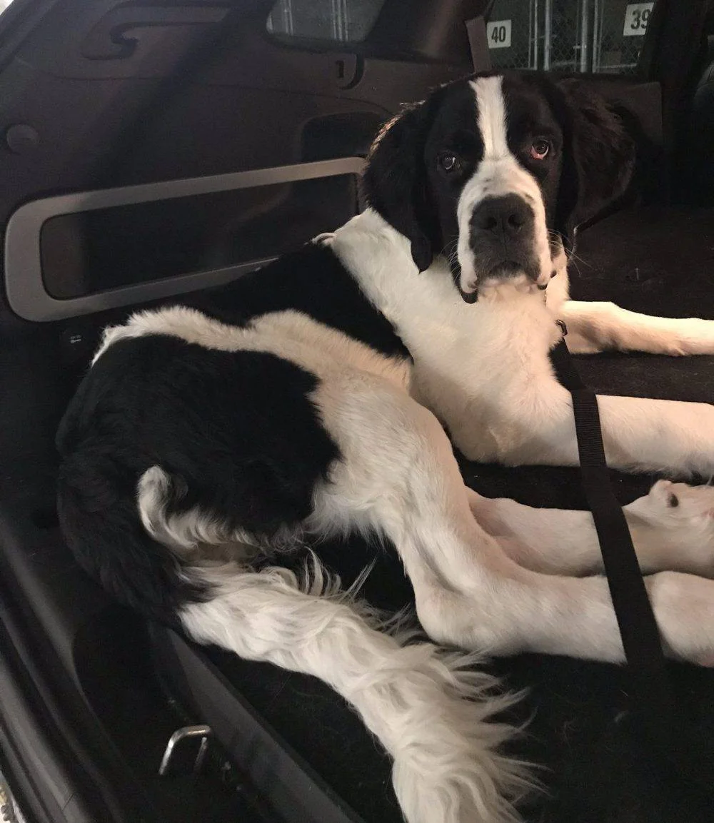 Saint Bernard Great Dane Mix For Adoption in Calgary