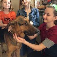German Shepherd Dog For Adoption In Austin TX – Adopt Barrett