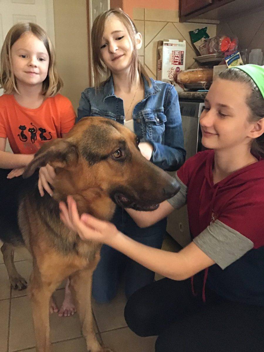 German Shepherd Dog For Adoption in Austin TX – Adopt Barrett
