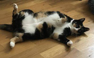 Stunning Female Calico Cat For Adoption in Connecticut – Meet Sweet Sally