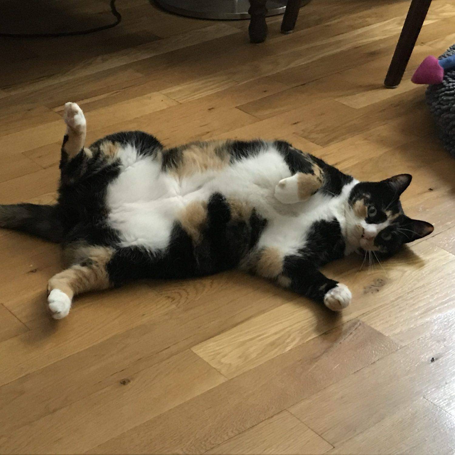 Stunning Female Calico Cat For Adoption in Connecticut - Meet Sweet Sally