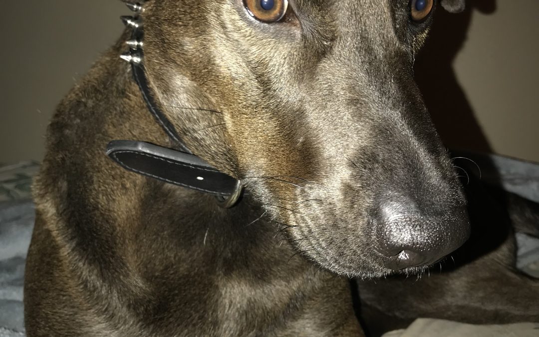 Beautiful black labrador retriever for adoption in san antonio texas – meet honey
