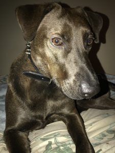 Beautiful black labrador retriever for adoption in san antonio texas – meet honey