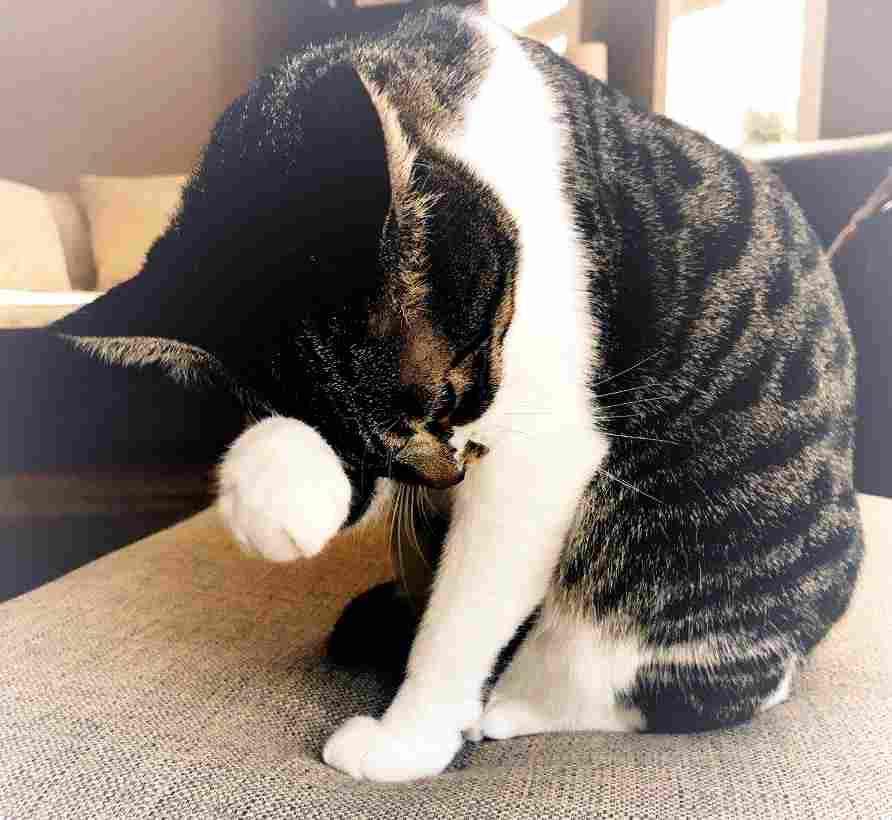 Tuxedo Tabby Cat For Adoption in Okotoks AB Adopt Easton