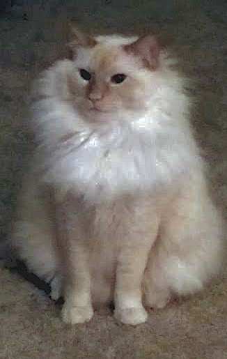 Echo - flame point ragdoll mix cat for adoption in louisville ky