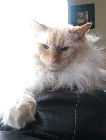 Echo - flame point longhair ragdoll mix cat for adoption in louisville ky