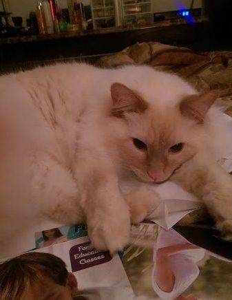 Echo - Flame Point Longhair Ragdoll Mix Cat For Adoption in Louisville KY