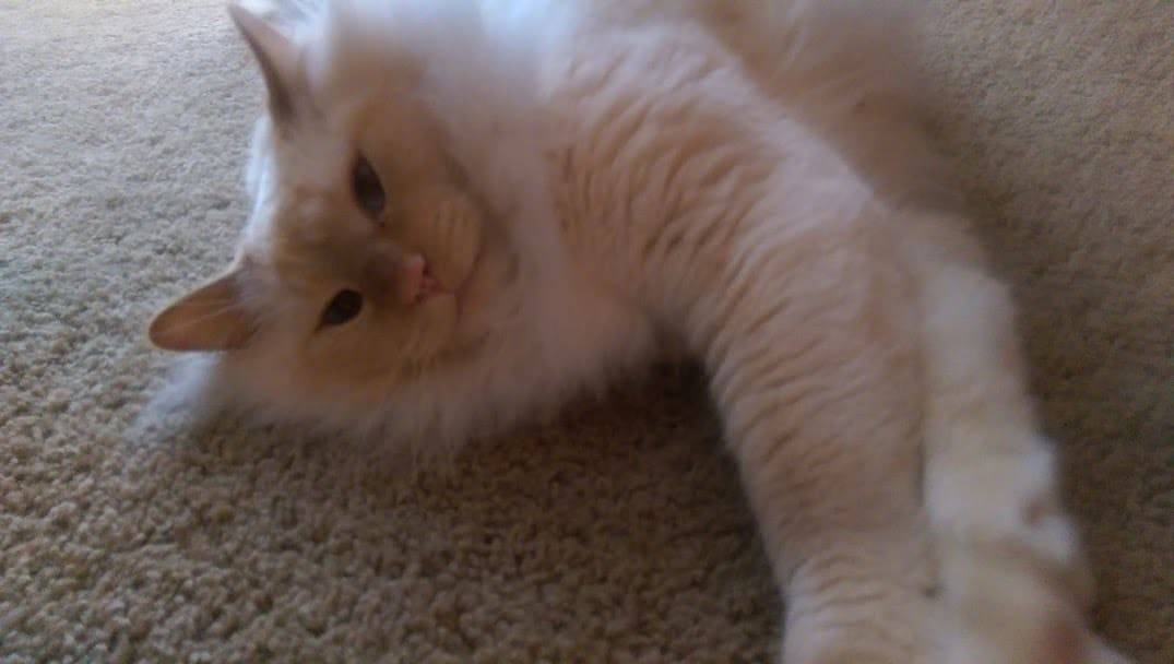 Echo - flame point longhair ragdoll mix cat for adoption in louisville ky