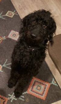 Black Labradoodle For Adoption La Mesa CA