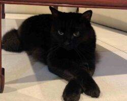 Edgar and hades black longhair cats adoption honolulu hi 1 (3)