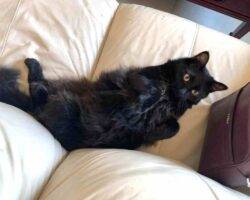 Edgar and hades black longhair cats adoption honolulu hi 1 (3)