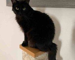 Edgar and hades black longhair cats adoption honolulu hi 1 (3)