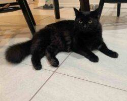 Edgar and hades black longhair cats adoption honolulu hi 1 (3)