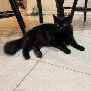 Edgar and hades black longhair cats adoption honolulu hi 1 (3)