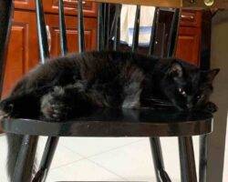 Edgar and hades black longhair cats adoption honolulu hi 1 (3)