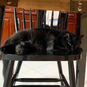 Edgar and hades black longhair cats adoption honolulu hi 1 (3)