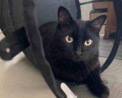 Edgar and hades black longhair cats adoption honolulu hi 1 (3)